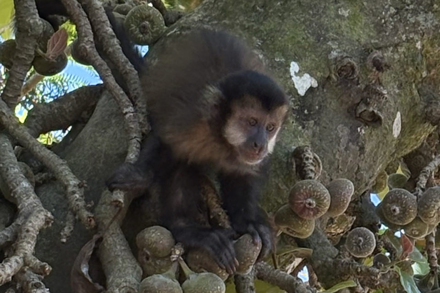 Capuchin monkey at the Iguazú National Park, Argentina