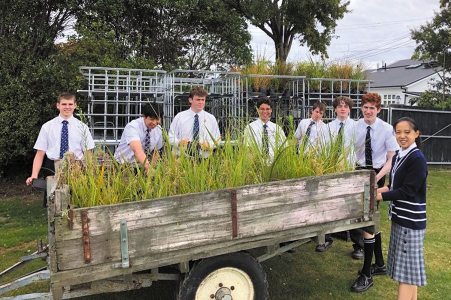St Andrew's College students transferring their repotted seedlings to the central Eco-Action Project nursery.