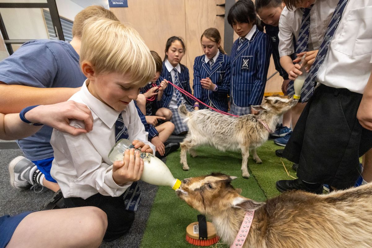 St Andrew's College student feeding a bottle of milk to a goat at the 2023 Ag Show.