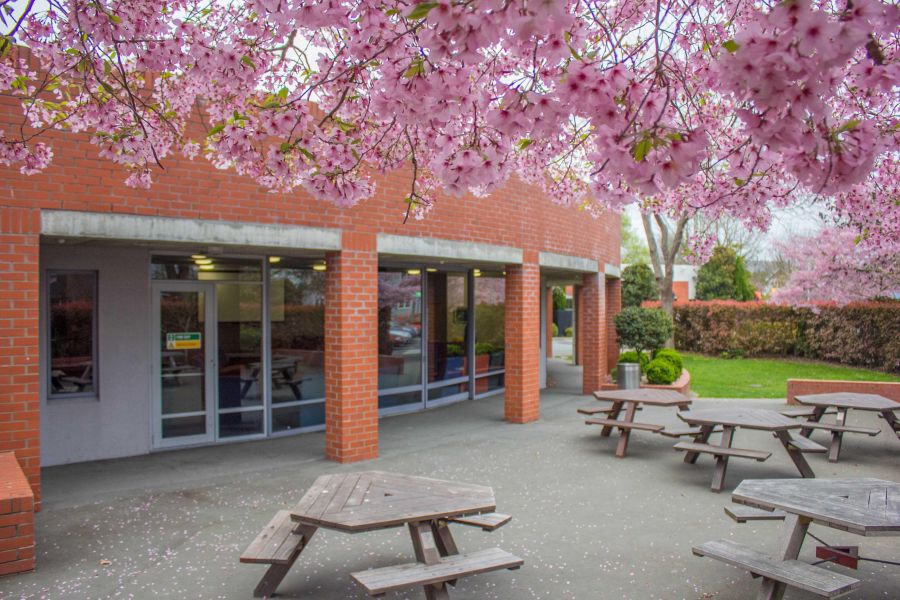 Outside Senior College common room blossom on trees