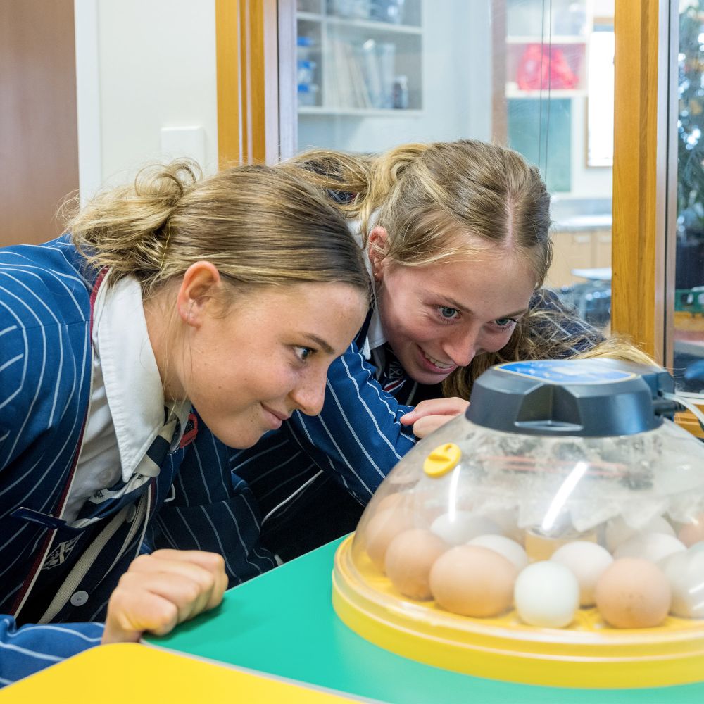 Senior College students watching eggs hatch.