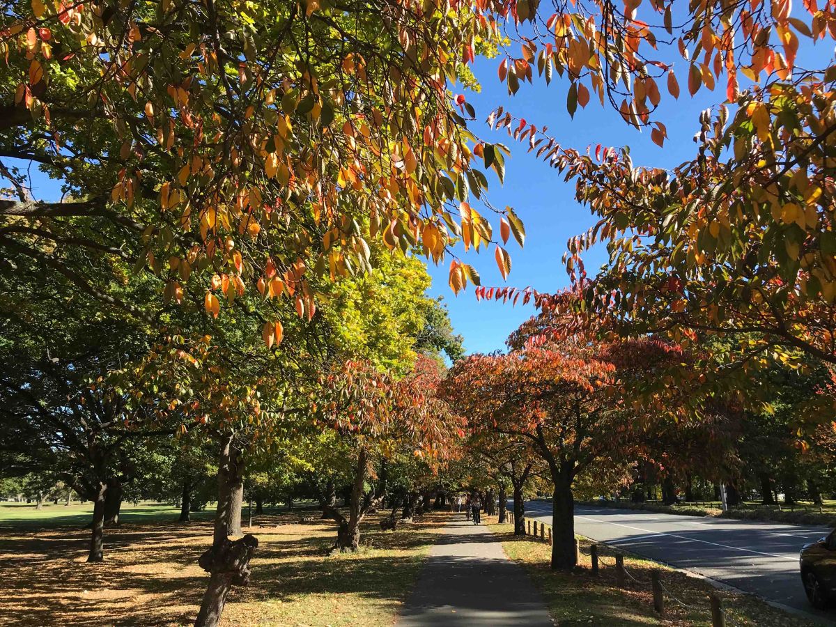Hagley Park autumn leaves
