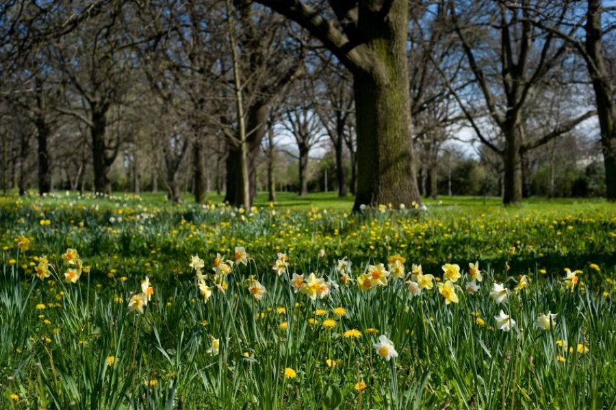 daffodils at little hagley in the sunshine