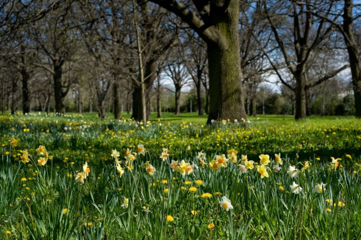 daffodils at little hagley in the sunshine
